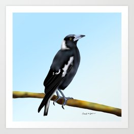 Australian Magpie on Blue Art Print