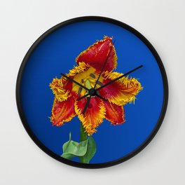 Flower tulip terry in spring Wall Clock