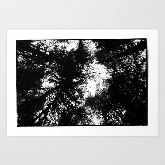 NORWEGIAN FOREST II Art Print