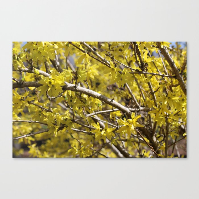 Spring Blooming Canvas Print
