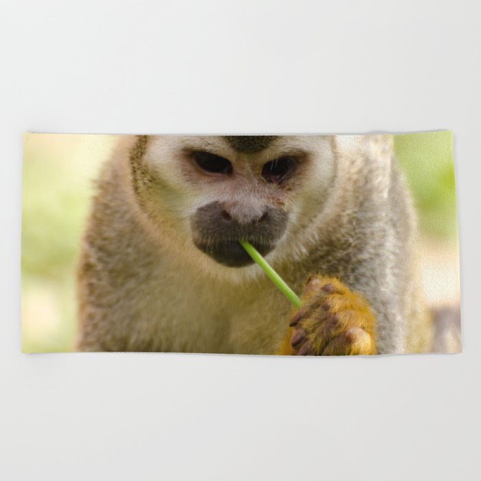 Brazil Photography - Monkey Eating A Grass Straw Beach Towel