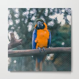 Brazil Photography - Beautiful Blue And Yellow Macaw On A Branch Metal Print
