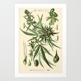 Cannabis Sativa - Vintage botanical illustration Art Print