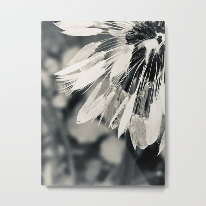 Black & White Dandelion 1, Metal Print