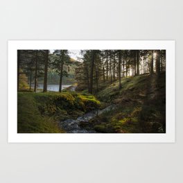 forest, stream, landscape Art Print