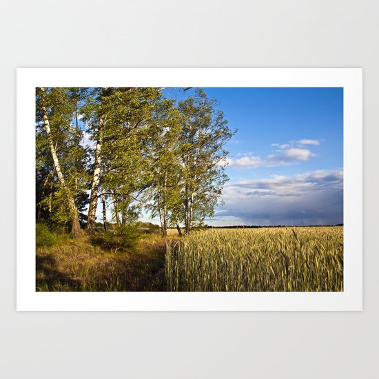Corn Field with Birch Trees Art Print