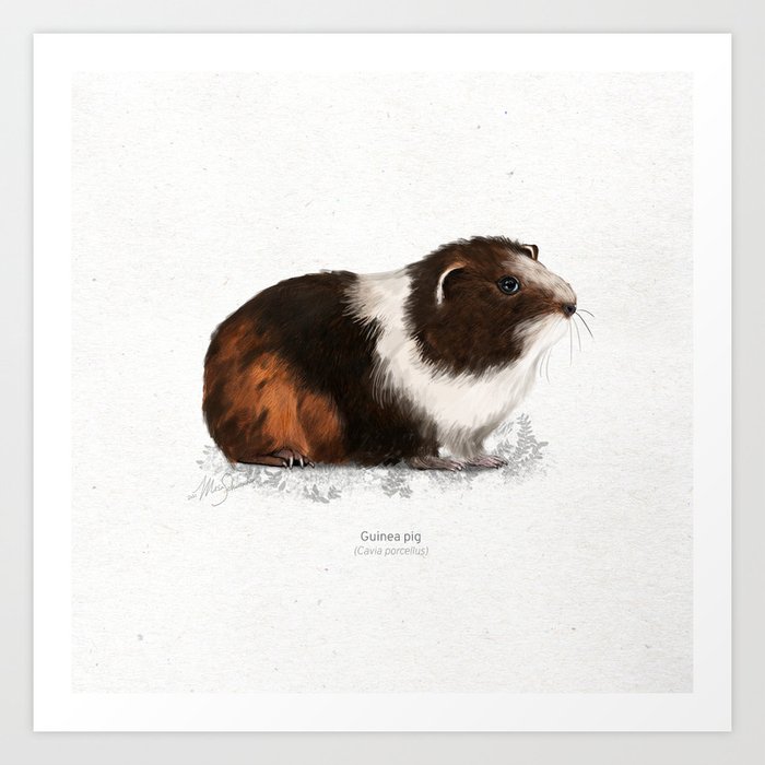 Guinea pig scientific illustration art print Art Print