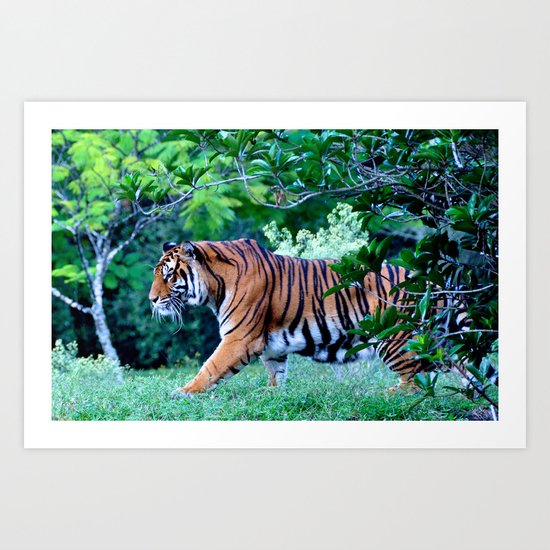 Tigress Art Print