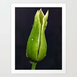 Green Tulip on Black Background Art Print
