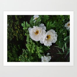 White Tree Peony Art Print