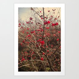Red Winter Berries Art Print