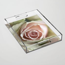 Soft blush pink rose - valentines flower - floral photography Acrylic Tray