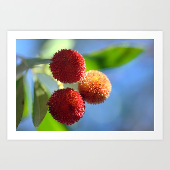 Strawberry tree fruits 8697b Art Print