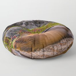 Sleeping Galápagos sea lion Floor Pillow