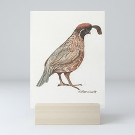 Desert Quail Watercolor- Bird Illustration Mini Art Print