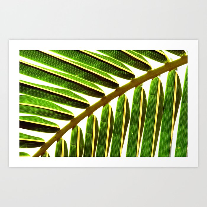 Palm fronds #2 Art Print