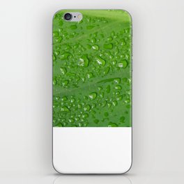 Wet plant iPhone Skin