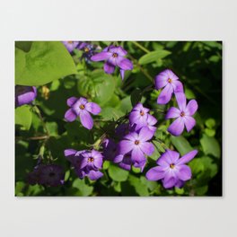 Purple Flowers Canvas Print