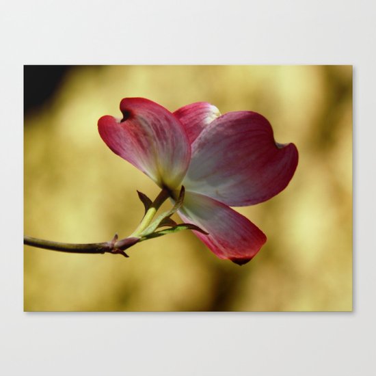 One dogwood Canvas Print