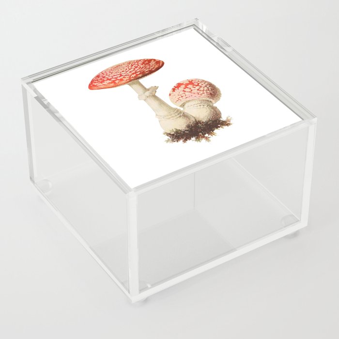 Toadstool vintage illustration Acrylic Box