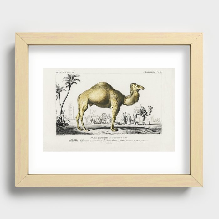 Camel (Camelus) illustrated by Charles Dessalines D' Orbigny (1806-1876). Digitally enhanced from ou Recessed Framed Print