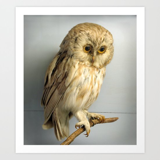 Wise Owl Art Print