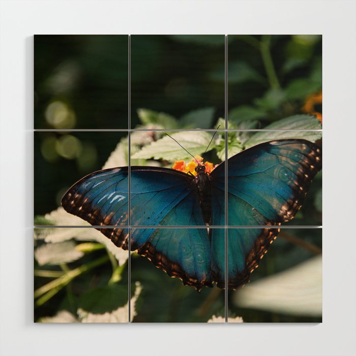 Blue Morpho Butterfly by Andrea Anderegg Wood Wall Art
