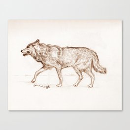 Wolf Study Canvas Print