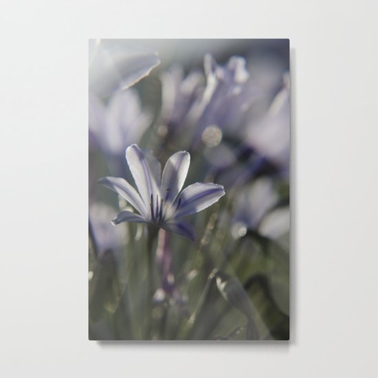 Quiet Splendor Metal Print