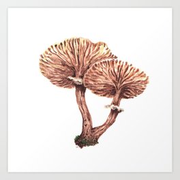 Fungi watercolor - Armillaria gallica Art Print