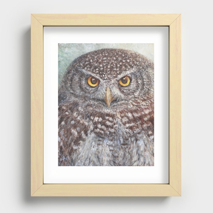 Eurasian Pygmy Owl Recessed Framed Print