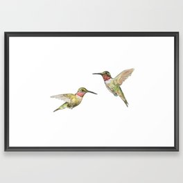 Ruby Throated Hummingbird Watercolor Framed Art Print