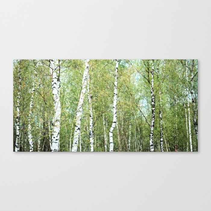 the birch forest III Canvas Print