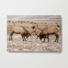 National Elk Refuge Metal Print | Nature, Animal, Photo 