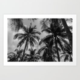 Tropical Jungle Palm Trees in Black and White Art Print