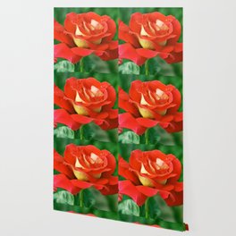 Red Roses Wallpaper For Any Decor Style Society6 Red Roses Wallpaper For Any Decor Style Society6