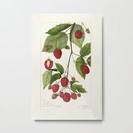 Blackberries (Rubus subg. Rubus Watson) (1910) by Amanda Almira Newton. Metal Print