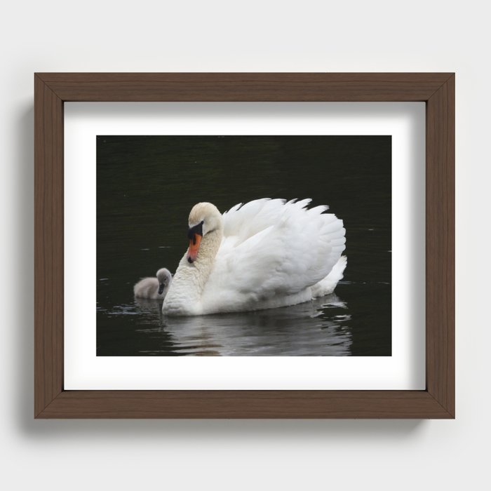 MUTE SWAN WITH CYGNET Recessed Framed Print