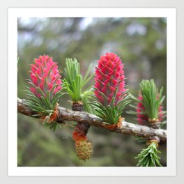 Striking bright pink larch flowers Art Print | Color, Larix, Conifer, Wetlandtree, Digital, Photo, Tamarack, Larchflowers 