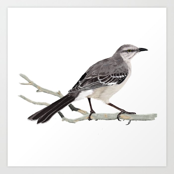 Northern mockingbird - Cenzontle - Mimus polyglottos Art Print.