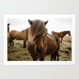 Icelandic Ponies Art Print | Travel, Animal, Northatlantic, Icelandicpony, Iceland, Photo, Horses, Beauty, Free, Color 