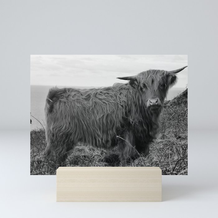 Highland cow II Mini Art Print