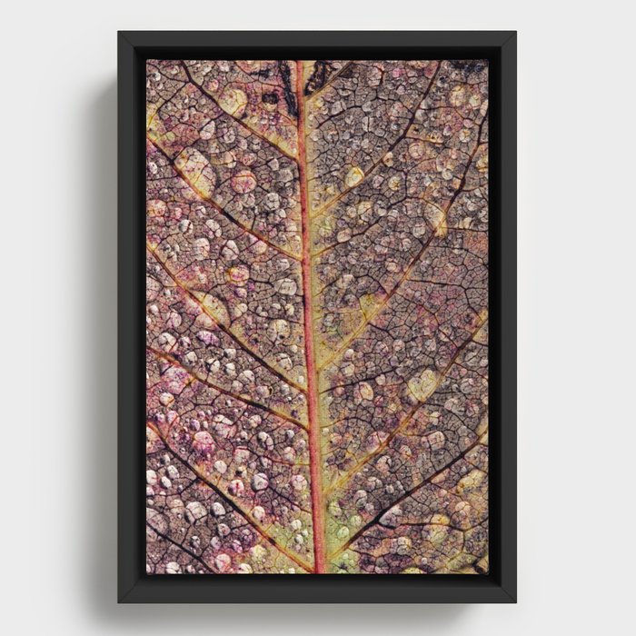 leaf with drops Framed Canvas