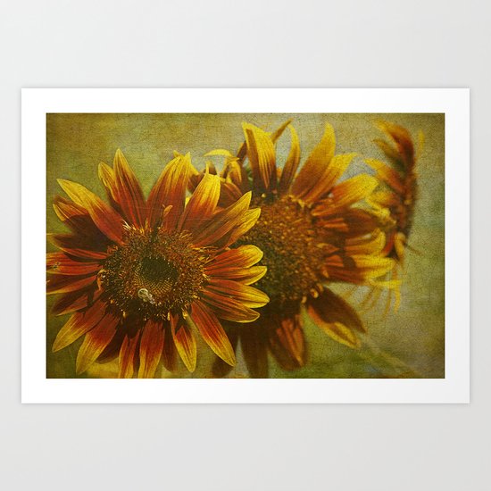 Sunflower Trio Art Print