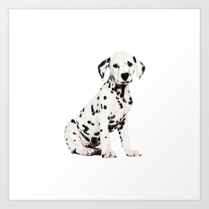 Cute Dalmatian 3 Art Print