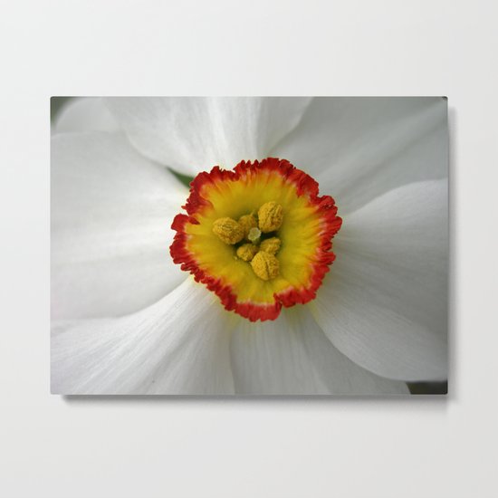 narcissus bloom macro VII Metal Print