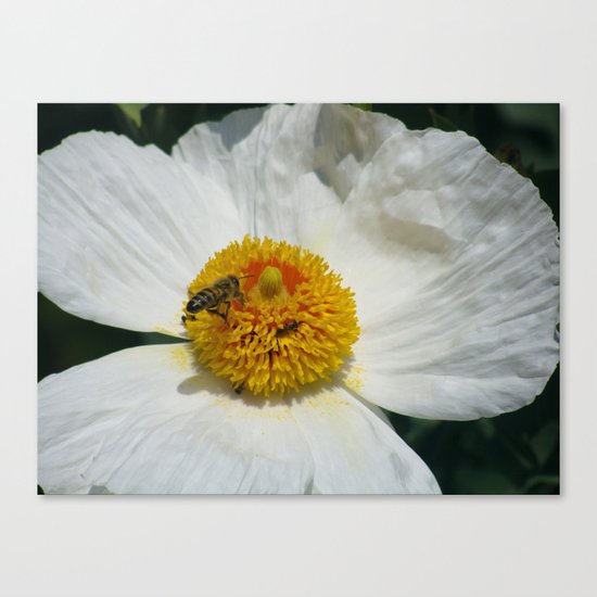 Entomophily Canvas Print