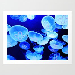 Jellyfish Art Print