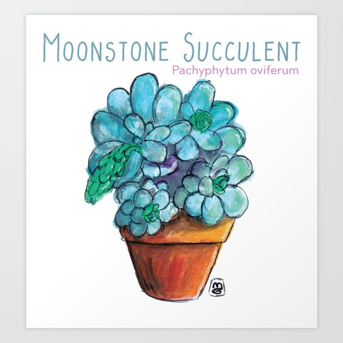 Moonstone Succulent Art Print