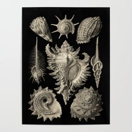 Ernst Haeckel Prosobranchia Sea Shells Poster